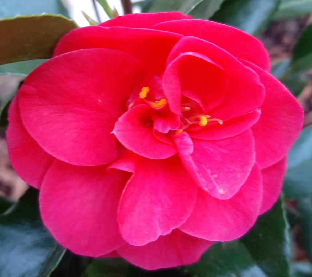 Maison Longere Les Camelias Vinneuf Экстерьер фото